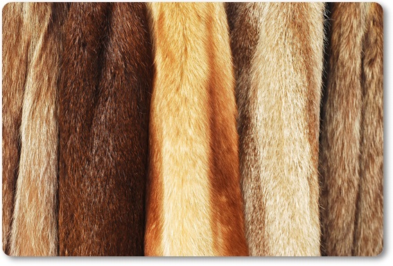 毛皮買取・静岡県で高価買取・高額査定ならココがいい!